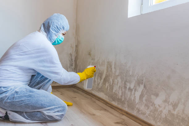Licensed Attic Mold Removal service in Chatham, VA - WQB Mold Removal