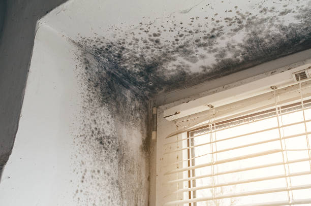 Affordable Attic Mold Removal solutions in Chatham, VA